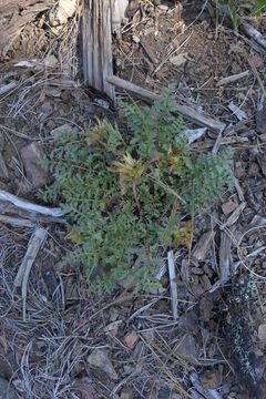 Image of sickletop lousewort