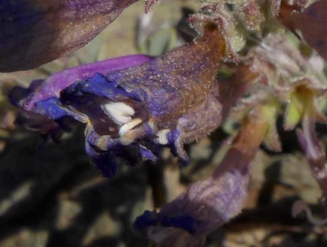 Image of Snow Mountain beardtongue