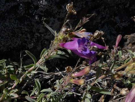 Image of Snow Mountain beardtongue