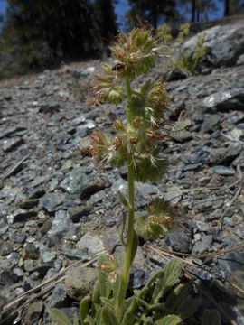 Image of serpentine phacelia