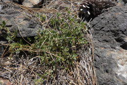 Image of Red Mountain catchfly