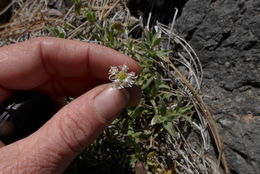 Image of Red Mountain catchfly