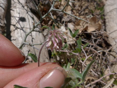 Trifolium eriocephalum Torr. & A. Gray resmi