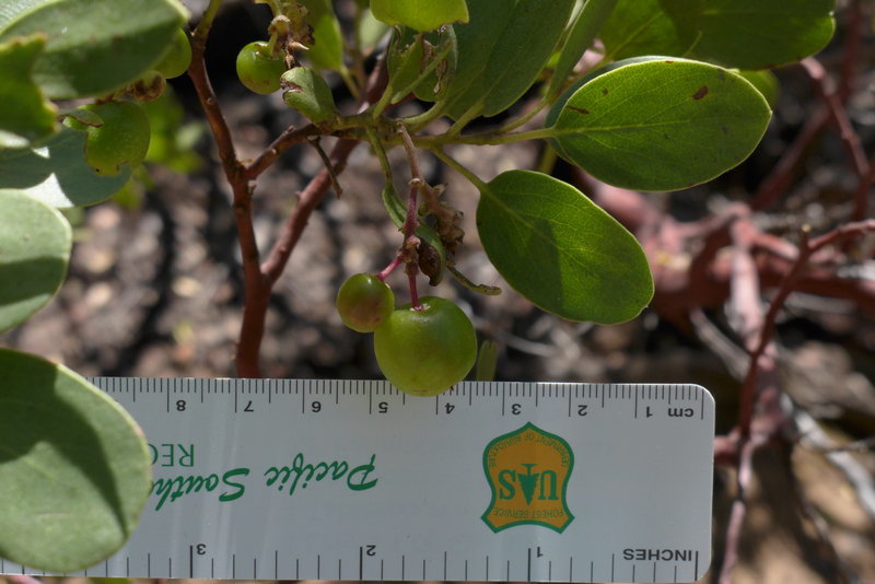 Image of Roof's manzanita