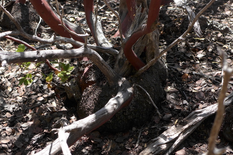 Image of Roof's manzanita