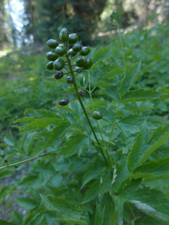 Image of baneberry