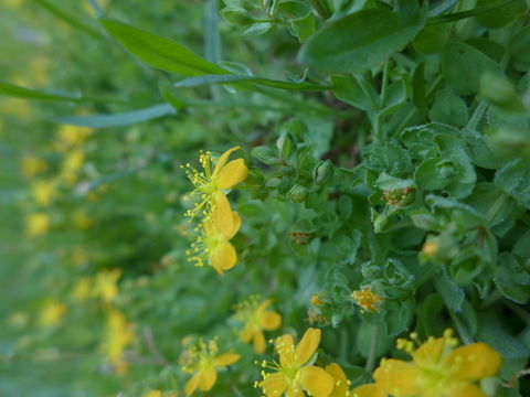 Image of Scouler's St. John's-Wort