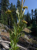 Image of Kaweah River phacelia