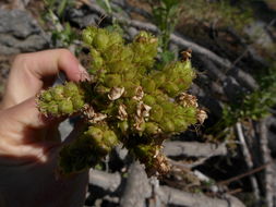 Phacelia egena (Greene ex Brand) J. T. Howell的圖片