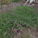 Image of Berry's penstemon