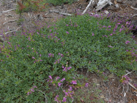 Image of Berry's penstemon