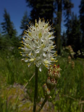 Image of western false asphodel