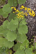 Image of Hartweg's groundsel