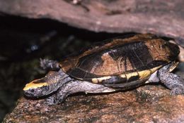 Image of Twist-necked turtle