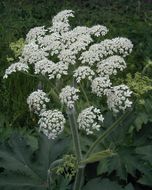 Image of <i>Heracleum lanatum</i>