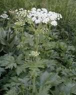 Plancia ëd <i>Heracleum lanatum</i>