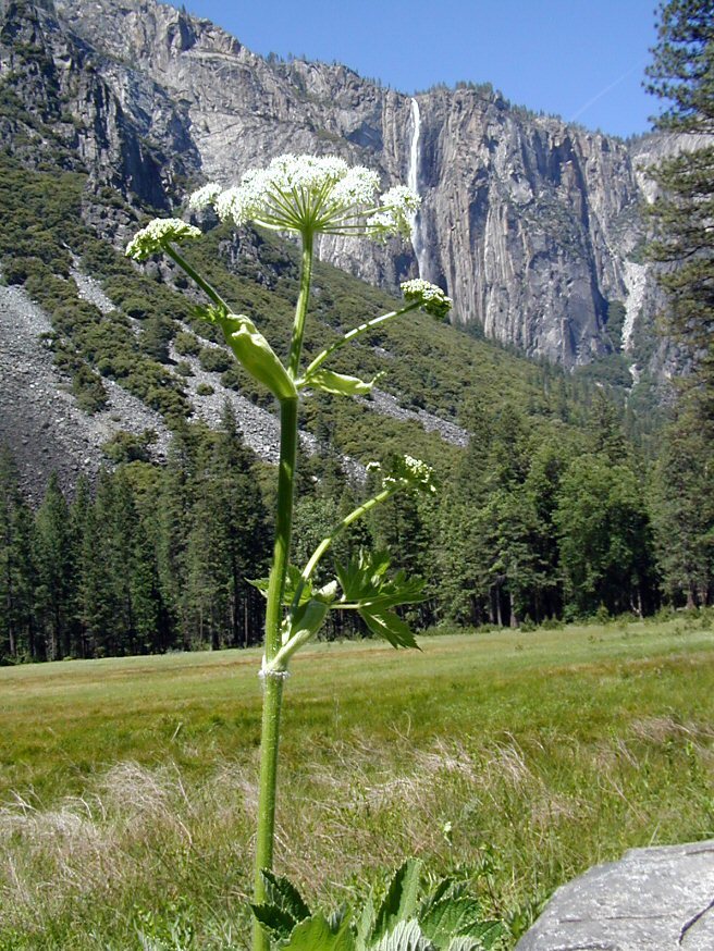 Plancia ëd <i>Heracleum lanatum</i>