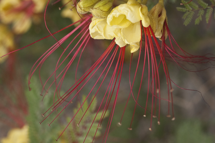 Image of bird-of-paradise shrub