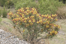 Image of bird-of-paradise shrub