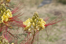 Image of bird-of-paradise shrub