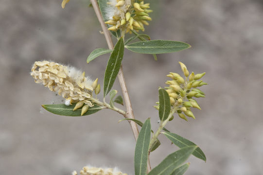 Image of Goodding's willow