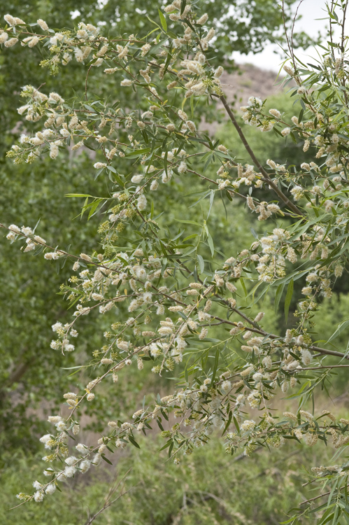 Image of Goodding's willow