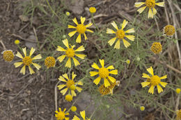 Imagem de Hymenoxys odorata DC.