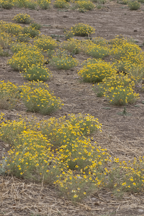 Image of bitter rubberweed