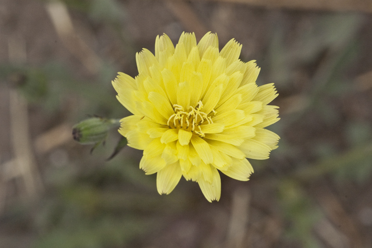 Pyrrhopappus rothrockii A. Gray resmi