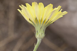 Pyrrhopappus rothrockii A. Gray resmi