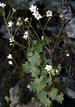 Imagem de Saxifraga rivularis L.