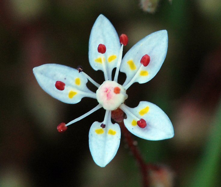 Imagem de Micranthes bryophora (A. Gray) Brouillet & Gornall