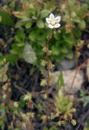 Imagem de Micranthes bryophora (A. Gray) Brouillet & Gornall