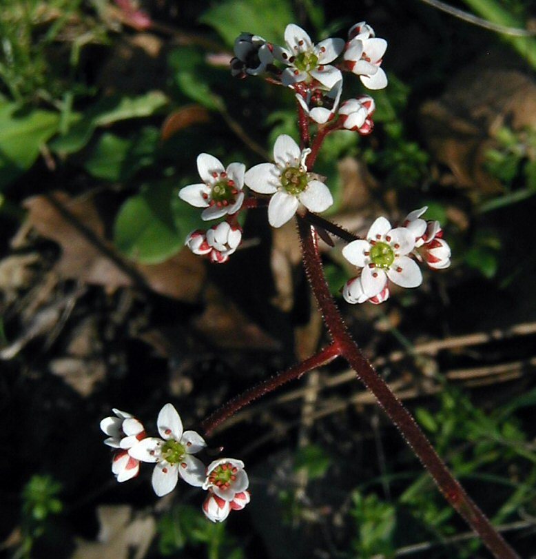 Imagem de Micranthes californica (Greene) Small