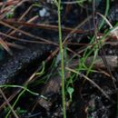 Micranthes nidifica (Greene) Small resmi