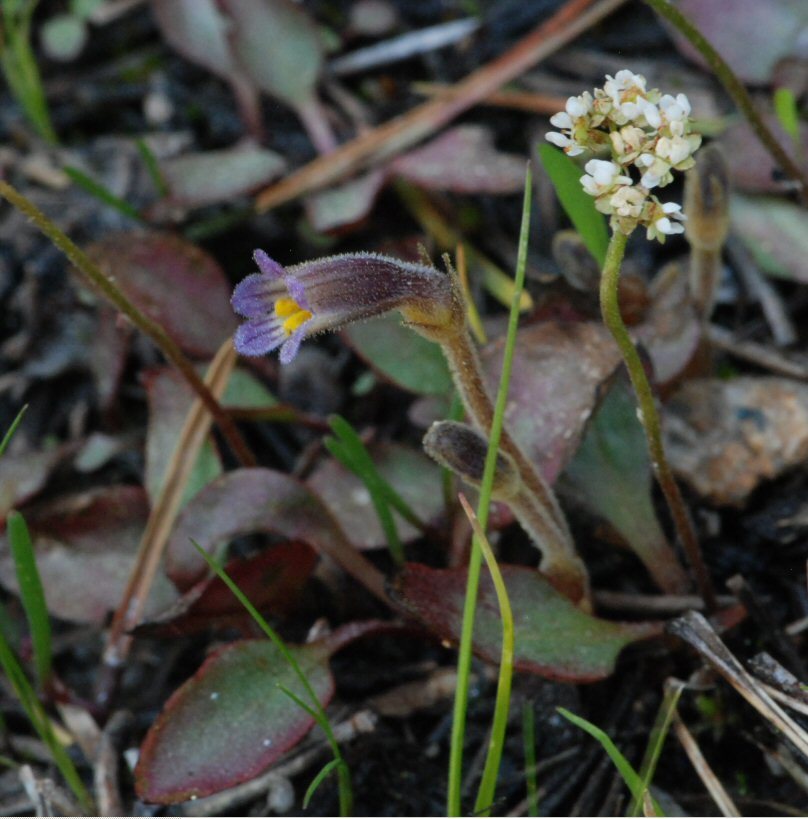 Plancia ëd Micranthes nidifica (Greene) Small