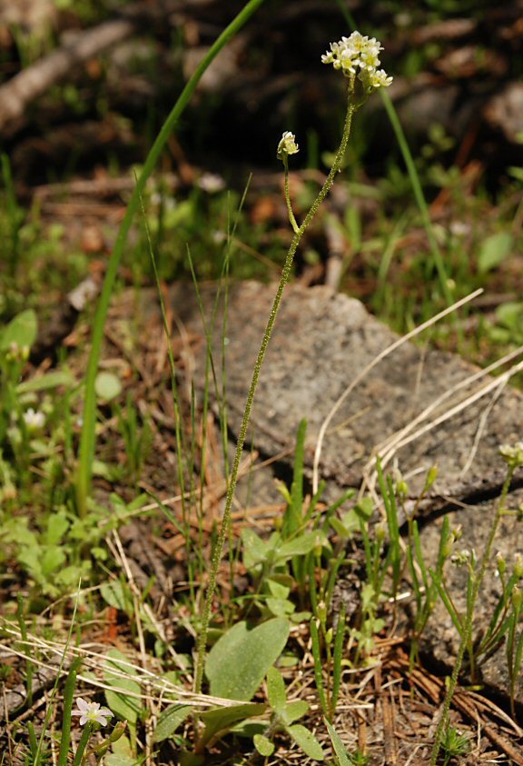 Plancia ëd Micranthes nidifica (Greene) Small