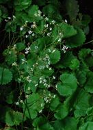 Image of Streambank Pseudosaxifrage