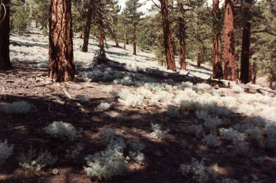 Image of Dedecker lupine