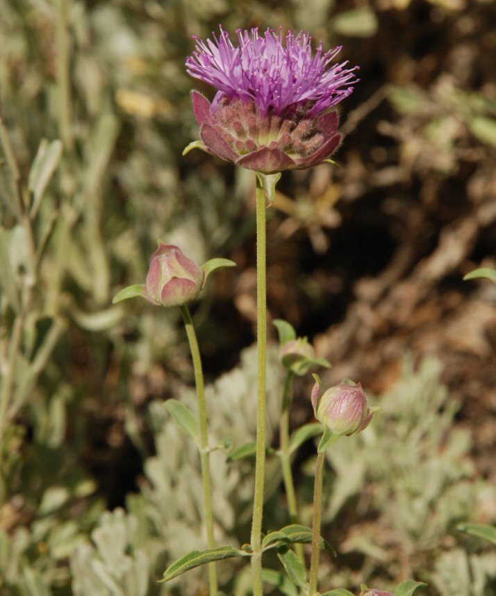 Monardella odoratissima subsp. glauca (Greene) Epling的圖片