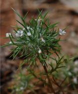 Image of needleleaf navarretia