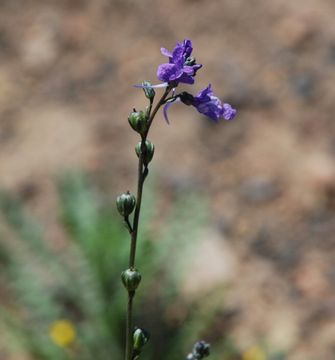 Image of <i>Linaria canadensis</i>