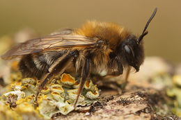 Image of Andrena nycthemera Imhoff 1868