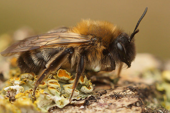 Andrena nycthemera Imhoff 1868的圖片