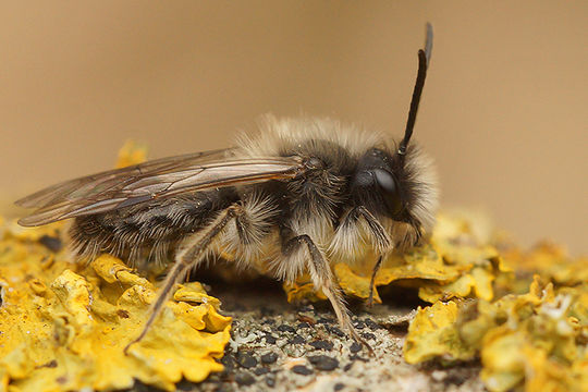 Andrena nycthemera Imhoff 1868 resmi