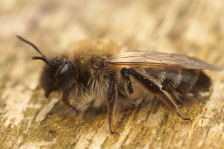 Image of Andrena nycthemera Imhoff 1868