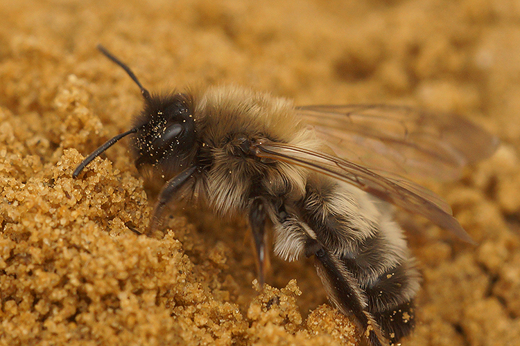 Image of Andrena nycthemera Imhoff 1868