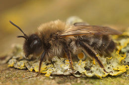 Image of Andrena nycthemera Imhoff 1868