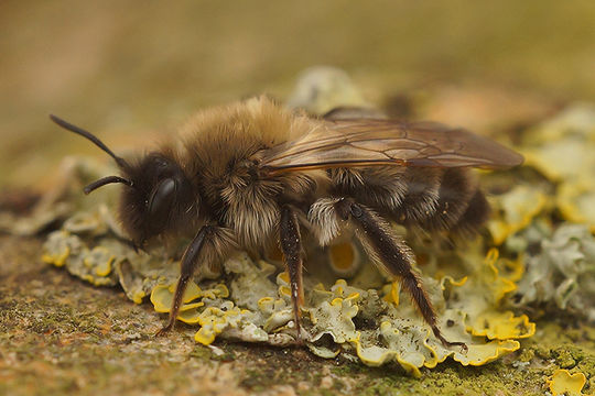 Andrena nycthemera Imhoff 1868 resmi