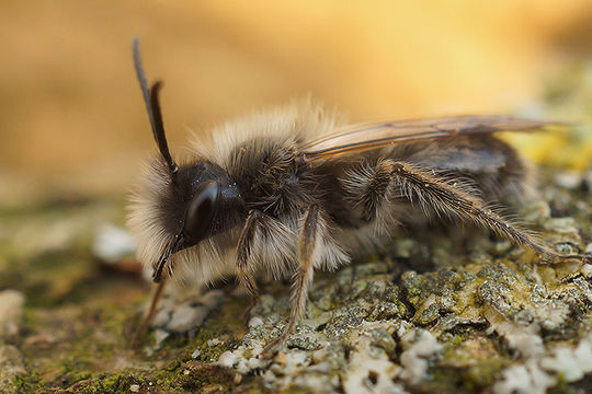 Andrena nycthemera Imhoff 1868 resmi